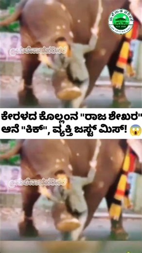 ರಾಜಶೇಖರ ಆನೆ!😲😱🔥#shorts#short #shortsfeed#viral#viralvideo #viralshorts#reels#elephant #youtubeshorts