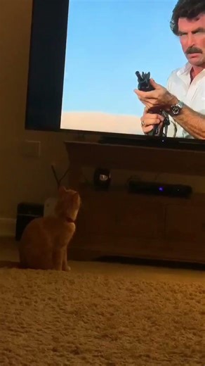 #tv #television #funny #cat #kitten #adorable #cute \\ Honey watches the TV! 🤣💕