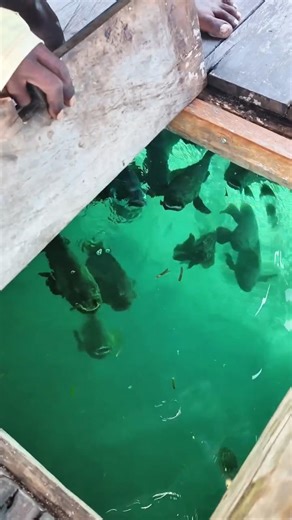 Tenang Tapi Berbahaya! Kerapu Siap Santap Pakan Yang Lewat #shorts #fish #viral #ikan #fyp #short