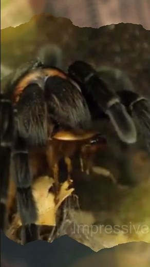 TARANTULA EATING HISSING COCKROACH #Shorts