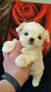 Beautiful 🎀🥰🐾 | Lyudmila Solodovnukova