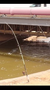 419K views · 3.6K reactions | Insane Looking Spillway Held Fish! #fishing | Thefishinmagician2.0 | Facebook