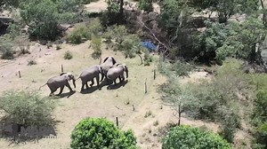 27K views · 940 reactions | Mara Elephant Project received a report from a frustrated farmer who had four bull elephants raiding his crops. MEP rangers stationed nearby immediately responded and used a drone to successfully move the elephants out of the fenced in crops and back into the protected wildlife area. Each MEP ranger team is equipped with a drone to deploy to rapidly respond to conflict so that people, property and elephants are protected. | Mara Elephant Project | Facebook