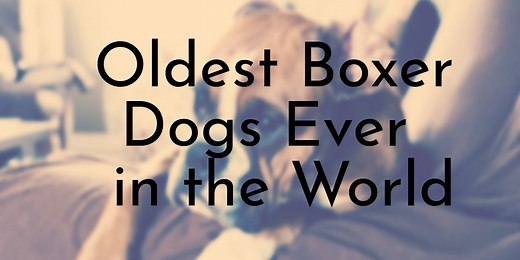 4 Oldest Boxer Dogs Ever in the World - Oldest.org