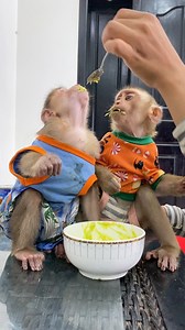 Cuteness Overload 🐒💕 #MonkeyMagic #monkeys #babymonkey #love #monkeylife #Icy #BryyanTV #animals #MonkeyLife #animallovers #funnyvideo #reels #monkeylove #funnyanimals #reelsfb #funny #shorts #monkey #reelsviral #thebestfunny #Monkeyreels #videosfunny #babylove | Short MV