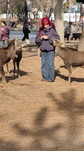 奈良の自然で美しい少女と鹿たちの癒しのひととき 🦌✨#奈良公園 #鹿と少女 #日本文化 #癒しの時間 #自然の美しさ #JapanNature #DeerPark #NaraDeer #Japanes