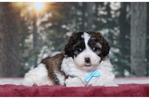 Phoenix - Shichon Puppy 2F9F1F