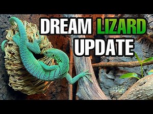 DREAM LIZARD UPDATE! Green Tree Monitor growth, feeding, taming and more!