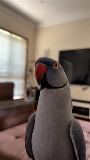 2K views · 86 reactions | It’s important to regularly update your parrot software to prevent lagging. | Bridget Chant | Facebook