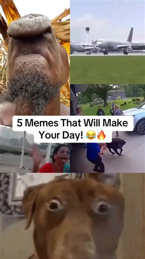 5 memes that will make you day #funny #memesdaily #fyp #viral #foryou #lol #comedy #hilarious #trending #watchtillend