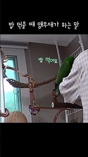 [지구] 밥 먹을 때 앵무새가 하는 말 / 다양하게 말해요 / What a parrot says when going to eat