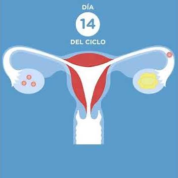 Así comienza un embarazo