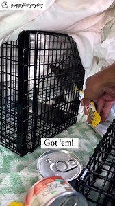 44 reactions | Posted @withregram • @puppykittynycity Got ‘em! And we...