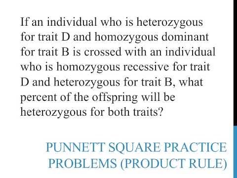 Punnett square practice problems (product rule)