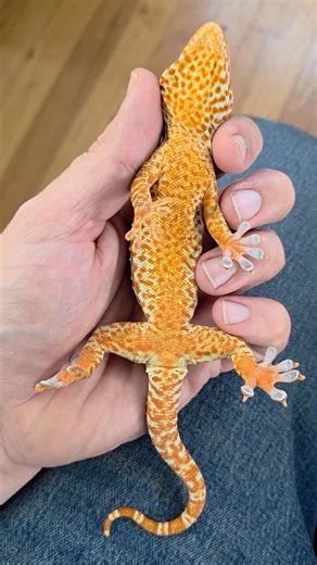 6.3K views · 189 reactions | Another Super Red Tokay Gecko male that I'm raising up    ❤️ | Emerald Exotics | Facebook