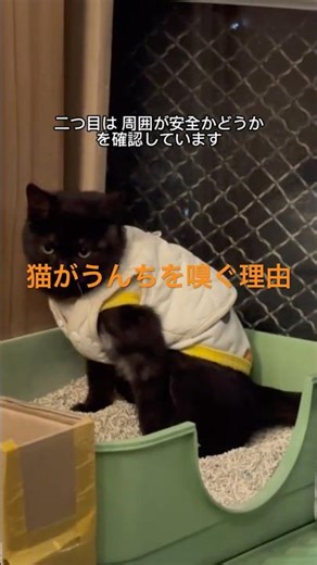 猫が排便後に振り返って匂いを嗅ぐ本当の理由とは？行動学で解説#猫の行動#猫の豆知識#猫の気持ち#猫との暮らし#猫好きさんと繋がりたい#保護猫#猫のいる生活#子猫