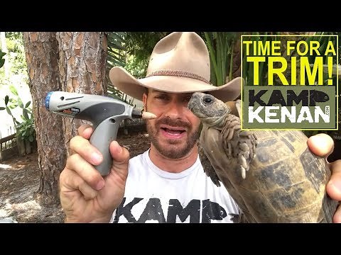 How to trim a Tortoise Beak and Nails