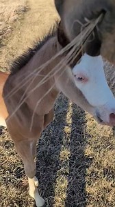 317K views · 10K reactions | She's just so amazing! Pretty Lil Pistols  She made my day! It was her first time out of a stall and running! She will be a week old tomorrow. Hoping that our weather straightens out soon! AQHA/APHA bay roan daughter of Gunner On Ice https://www.allbreedpedigree.com/pretty+lil+pistols | Dakota Duns Quarter Horses | Facebook