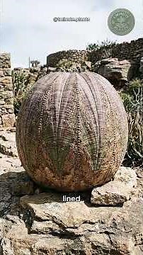 The Baseball Plant ⚾️ (Euphorbia obesa) 🌿 #cactus #nature #plants