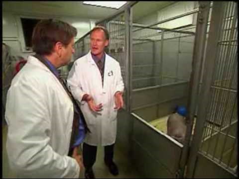 Animal Testing Ethics