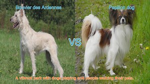 Bouvier des Ardennes vs. Papillon: A Comprehensive Breed Comparison