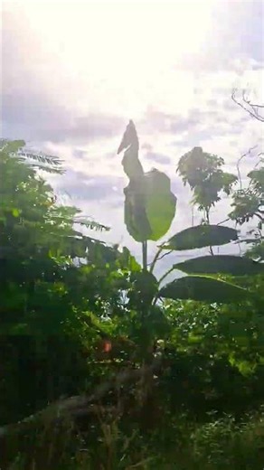 #beautiful # #jamaica #island