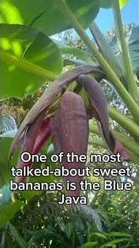 Ice cream banana aka blue Java banana ￼￼￼