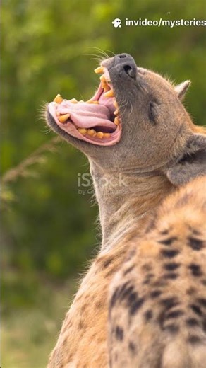 Hyena Fact: Cute but Fierce Bosses