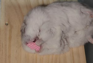 #怀念JO小宝#JO宝超长沉浸式吃播~~