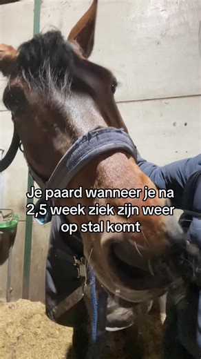 Paard en vakantie: terug na ziekte