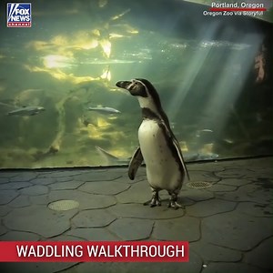 The closure of a zoo in Oregon has allowed for one of their resident penguins to get to know his neighbors. | Fox News