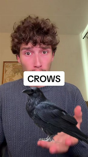 Crows are scary smart… #crows #science #nature | crows