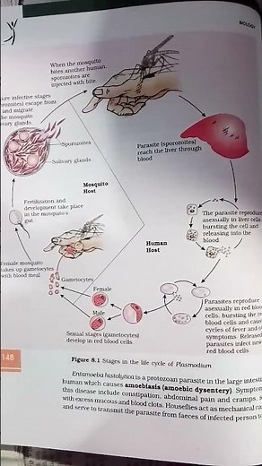 Stages in the life cycle of Plasmodium