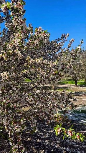 Almond Blossoms in Spring 🌸 Peaceful Nature Video. #almond #spring flowers #nature relaxation