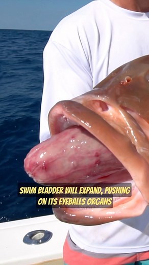 VIKTOR HLUBEN on Instagram: "You ever wonder why your fish’s eyes are bulging or their stomachs are coming out of their mouth. We’ll this is barotrauma in action, a process in which a fish cannot regulate it’s swim bladder fast enough to compensate for the pressure change of reeling them up. Your science fact of the day🤓 #barotrauma #fish #fishing #deepdrop"