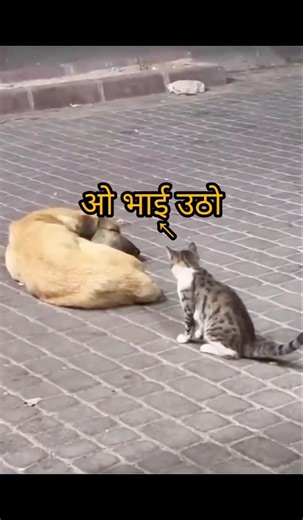Funny videos of Cat n Dog #Shorts #cat #cute #funny