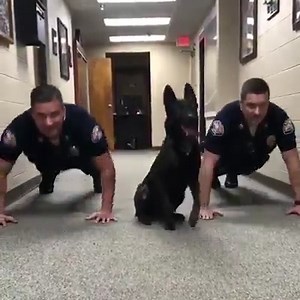 13K views · 114 reactions | Very hard K9 Training  | German Shepherd Work-Line | Facebook