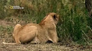 The Wild beasts of The Jungle Africa Documentary Full National Geographic Family HD