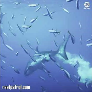 🦈💩 Massive Great White Shark poops 😱😳 - sharks do give a shit! (shorts)