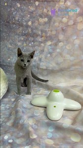 Meet Qaranda: The Blue Russian Blue Kitten 💙 Calm, Loving & Playful! #RussianBlue