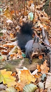 Frightened Squirrel After Loud Noise 🐿️😟🍂