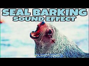 Seal Barking Sound Effect