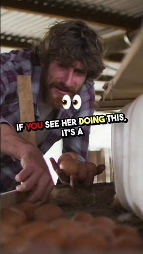 🌈 Chicken Egg Colors Chart: What Determines Egg Color? 🥚🐔