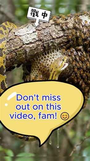 American Snake Attacks Beehive... What Happens Next? 🐍🐝