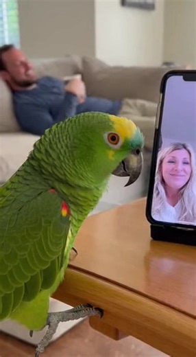 Parrot Video Calls a Lady 😆📱 Watch this cheeky parrot video calling a lady! Full of funny expressions, playful squawks, and adorable reactions — it’s like a comedy show happening on a screen 🦜😂📱. | parrot talking reels