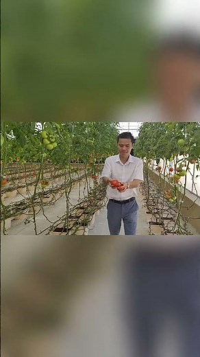 Hydroponic Tomato Harvest in Middle East Greenhouse #hydroponics #hydroponicfarming #tomato #farm
