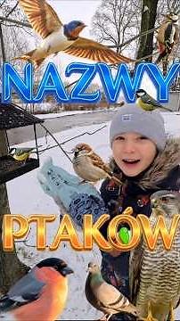 BIRDS in Poland: Do you know them all? 🦉[FOR KIDS]👧👦