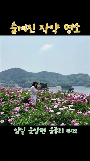 임실 작약 명소 추천 #임실 #작약