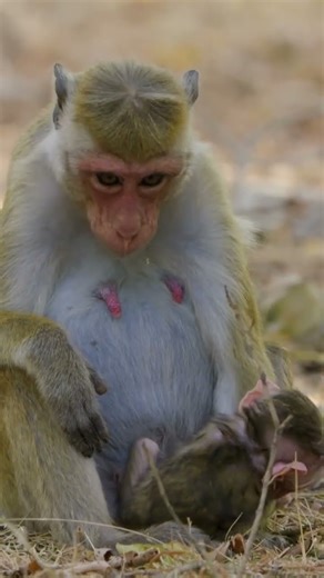 Adorable New Baby Joins the Macaque Troop! 🐒