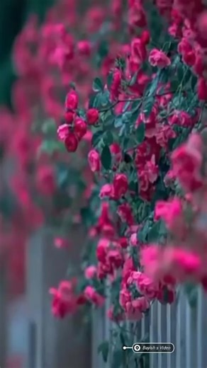 Vibrant Red Roses in Full Bloom: A Floral Symphony